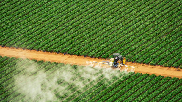 Best Termite Control Services  in Lillington, NC