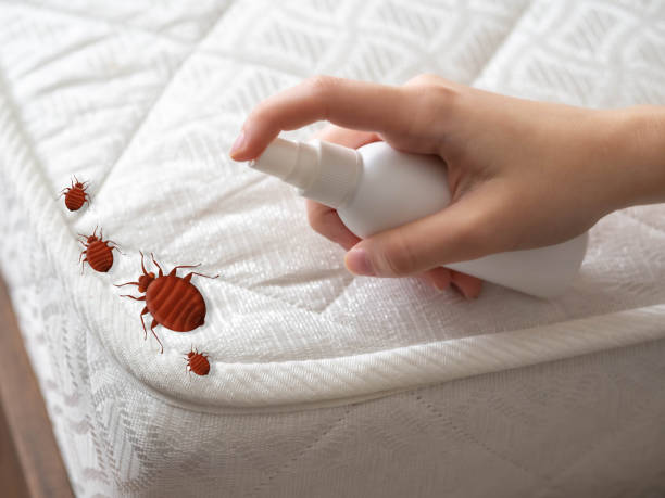 Trusted Lillington, NC Pest Control Experts